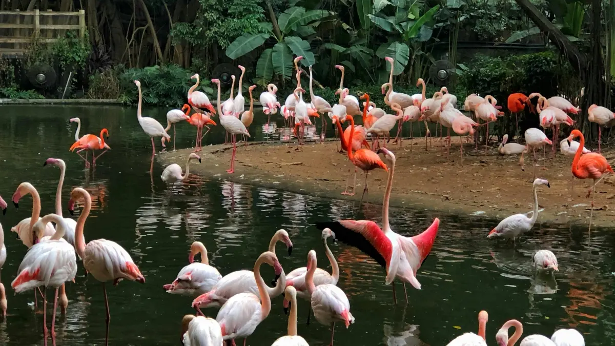 Abakola ku Jingdong: Amagezi G’okukola ku Australia Brands ku Productivity Guides