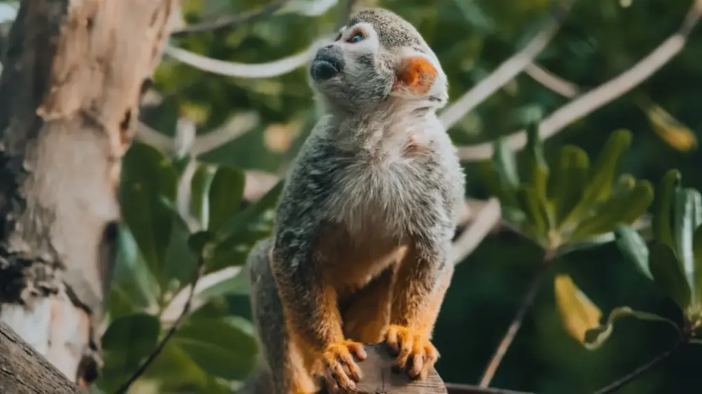 Amagezi ag’obulungi ku ngeri gy’oyambako okuzuula ba creators mu Thailand abawala ku Disney Plus, okuyita mu platforms eby’enjawulo okukolera SaaS trial conversions mu Uganda.