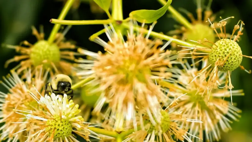 Amagezi ag’obulimba ag’omunda ku ngeri gy’osanga aba-creator ab’eCanada ku Instagram okwatako new health supplement lines — eby’obuwandiike, data, n’obukugu.