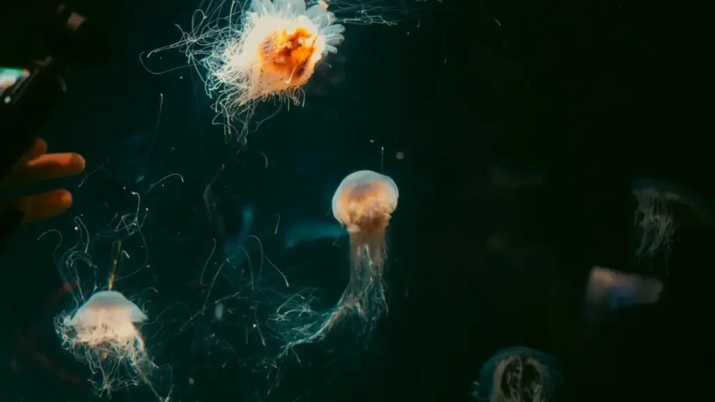 Okwetaaga ku bakola ku WhatsApp mu Morocco okukuuma esports campaigns — enkola, abagoba, n’okusala abakozi abasinga okufunibwa.