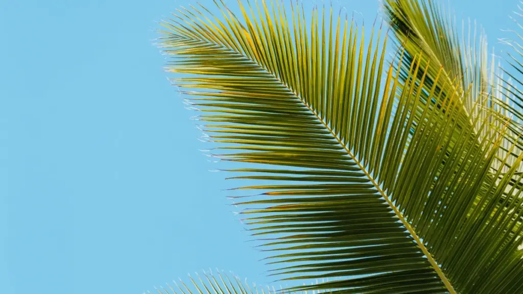 Ebintu eby'enjawulo ebikwata ku kuzimba e-store nga osobola okufuna abacreator ba Chingari okuva mu Iran; amagezi ag’okukola outreach, payment, n’ebyakulabirako eby’obulungi mu Uganda.