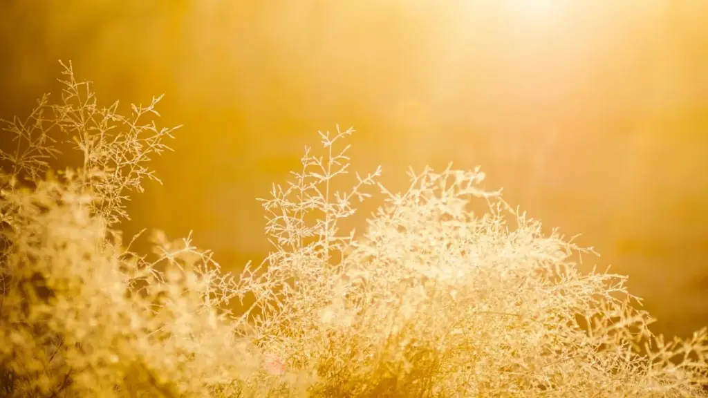 Amagezi ag'obulungi ku ngeri z'okufuna abazaala ba Zalo eBelgium abakuyamba okwongera ssale z'omwaka — enkola, amawulire, n'amagezi g'obusobozi.