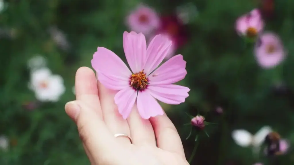 Okukozesa abacreator okuva Georgia okuteeka followers mu kuteeka eby'okugula ku Disney Plus — ebyo eby'enjawulo, enkola, n'amagezi ga local Uganda.