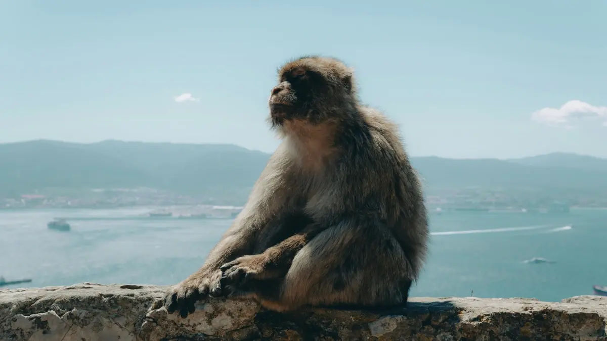Marketers: Sanga Australia Disney Plus creators, sellaza fast!
