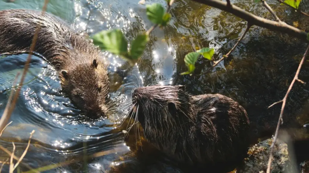 Amagezi ag’obusobozi ku ngeri y’okufuna abakola ba WeChat mu Egypt okuteeka ku mulimu micro-influencer product trials — ebiragiro eby’obulungi, ebikozesebwa, n’ennono z’amasanyu mu Uganda.