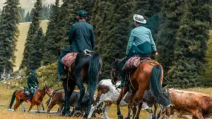 Amagezi ga praktikal ku ngeri y’okwegattako n’ama brand mu Nigeria ku WhatsApp okwekenneenya ebigambo by’ebintu by’obusanyizo n’obuwangaizi.