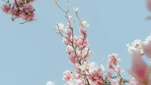 Ebintu eby'omu maaso eby'okukolagana n'ebitongole by'eby'obulambuzi bya Cambodia ku KakaoTalk — amagezi, obulungi bw'obufuzi n'enkola z'okutumbula.