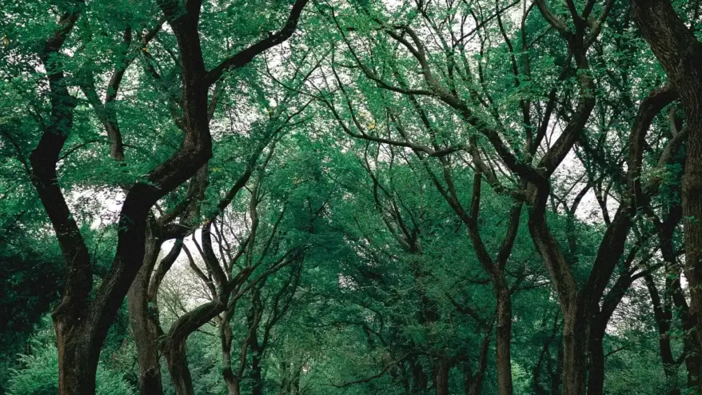 Amagezi ag'okusitula Israel brands ku Xiaohongshu okuva mu Uganda — eby'okukola, targeting, n'amasu g'okokiriza signups ku online courses.