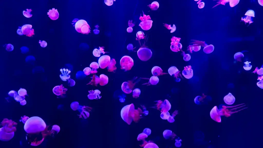 Omukutu gw’okukola ebimu ku TikTok: enkola z’okufuna amakampani ga Pakistan, obuyambi bw’ama analytics, n’amagezi ag’okukola follow‑up content eyagala abafana — mu Luganda, Feb 2026.