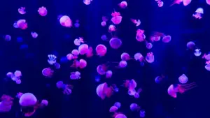 Omukutu gw’okukola ebimu ku TikTok: enkola z’okufuna amakampani ga Pakistan, obuyambi bw’ama analytics, n’amagezi ag’okukola follow‑up content eyagala abafana — mu Luganda, Feb 2026.