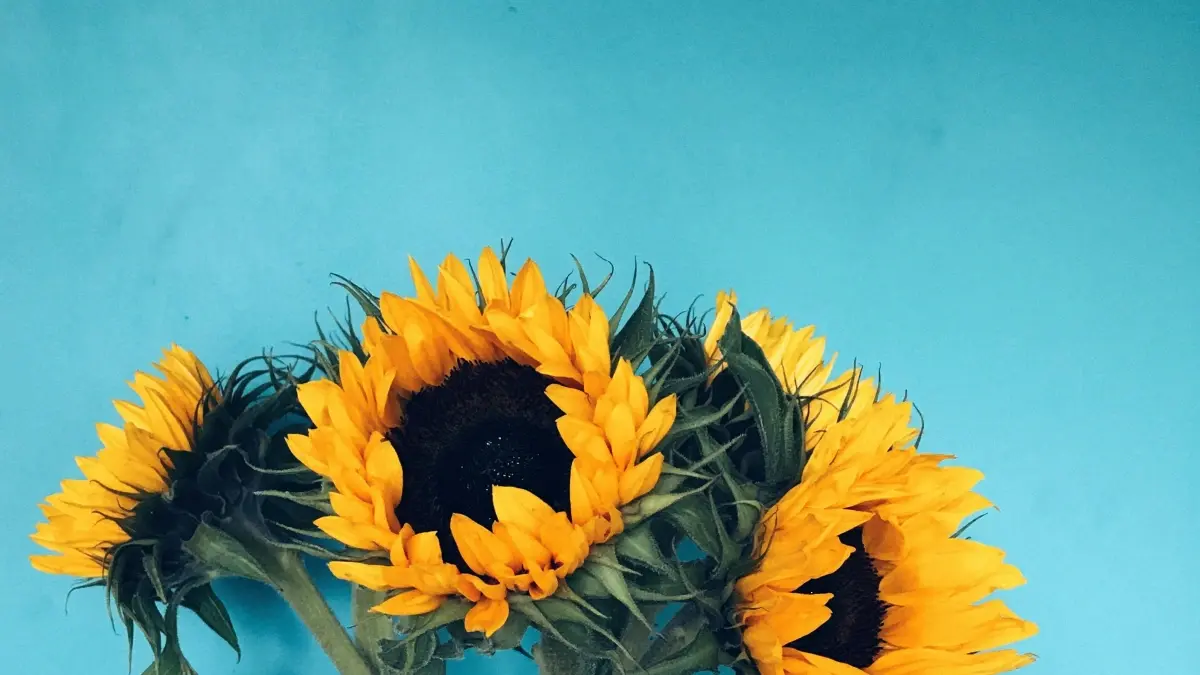 Abakusoma mu Uganda: Sanga Greece Etsy creators okufuna viral