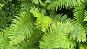 Amagezi ga praktika ku bantu mu Uganda agalaga engeri yo kufuna abazzadde ba SoundCloud mu Ireland okuteeka ebitabo bya tutorial ebyewuunyo.