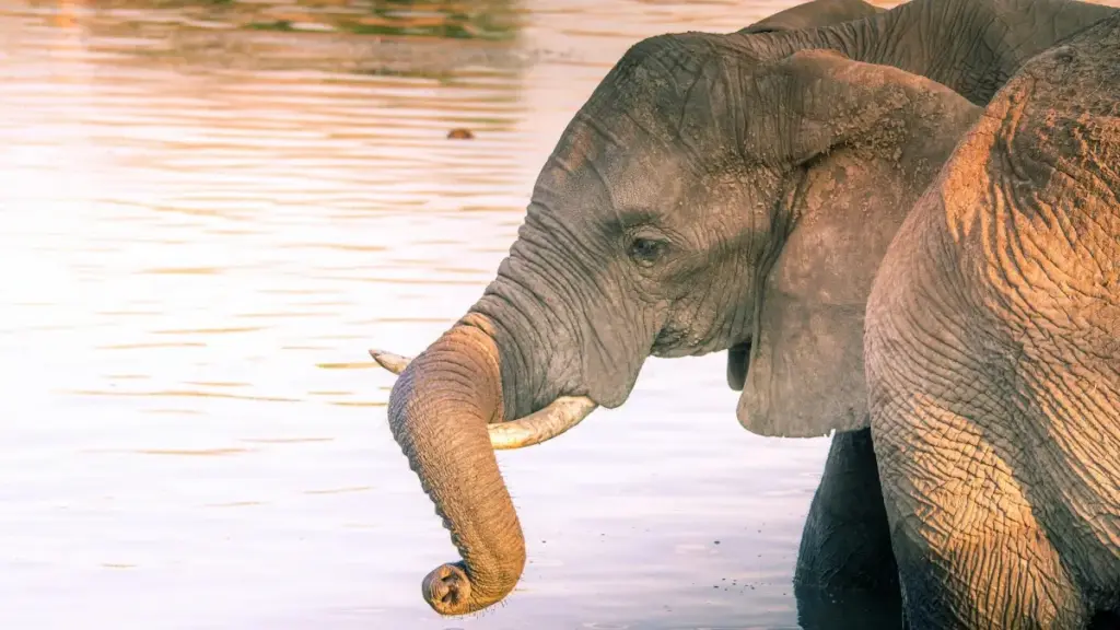 Amagezi ga praktikali okuva mu dunia y’obuyimbi bwa creator: engeri w’oli okuva mu Uganda gy’oyogera n’ama brand ePuerto Rico ku Takatak okufuna amawulire agafaanana n’obubaka bwa testimonial.