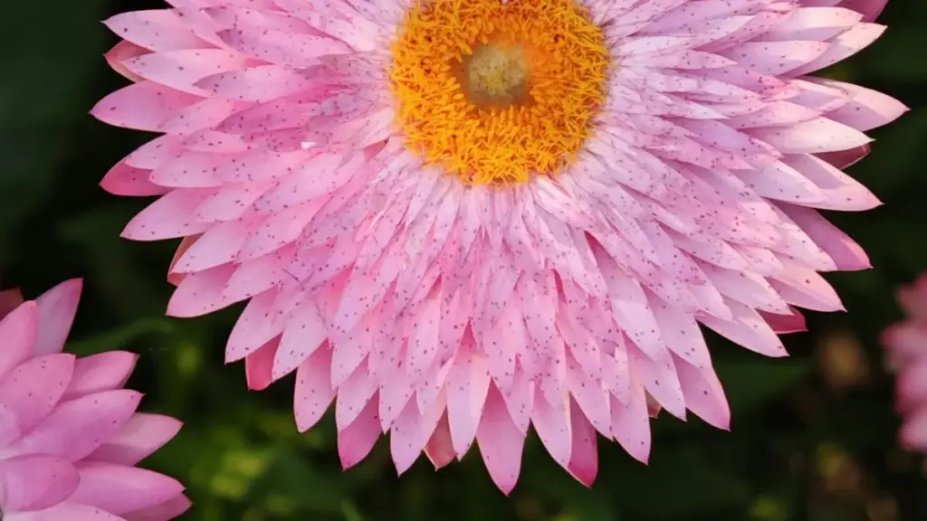 Omukutu gw’ensinzi mu Luganda oguwandiikiddwa ku ngeri y’okufuna amawulire n’okwegatta n’ama brand ga Uruguay ku Twitch w’ofune ama commission g’ebyobufuzi.