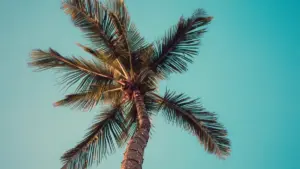 Engeri y’okuzuula abakola eBay mu Denmark n’okubakozesa okutumbula awareness mu gaming communities, nga tonnaba kuzzaalibwa ku buzz.