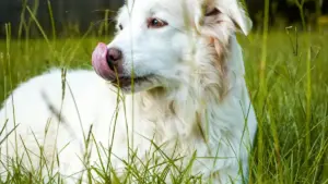 Omukozi mu Uganda ayagala okufuna brand campaigns, bino bye bino: enkola y'okutuuka ku Kenya brands ku Hulu, okukuba pitch, n'okweyolesa bulungi.